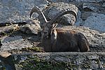 Alpensteinbock - Alpine Ibex