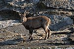 Alpensteinbock - Alpine Ibex