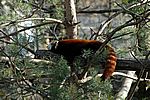 Roter Panda - Red Panda