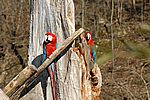 Dunkelroter Ara - Red and green Macaw