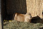 Wasserschwein (Capybara) - Capybara