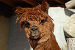 Alpaka - Alpaca