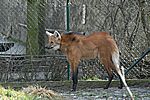 Mähnenwolf (Steppenwolf) - Maned Wolf