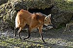 Mähnenwolf (Steppenwolf) - Maned Wolf