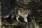 Schneeleopard - Snow Leopard