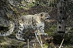 Schneeleopard - Snow Leopard