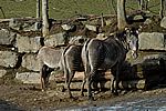 Grevy-Zebra - Grevy's Zebra