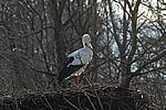 Weißstorch - White Stork