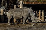 Breitmaulnashorn - White Rhinoceros