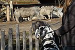 Breitmaulnashorn - White Rhinoceros