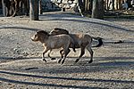 Przewalski Pferd - Przewalski's Wold Horse