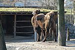 Trampeltier - Bactrian Camel