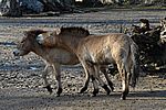 Przewalski Pferd - Przewalski's Wold Horse