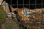 Eurasischer Tiger - Eurasian Tiger