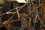 Südamerikanischer Nasenbär - Brown-nosed Coati