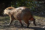 Wasserschwein (Capybara) - Capybara