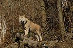 Europäischer Wolf - European Grey Wolf