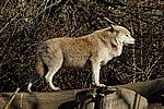 Europäischer Wolf - European Grey Wolf