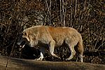 Europäischer Wolf - European Grey Wolf