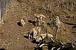 Europäischer Wolf - European Grey Wolf