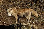 Europäischer Wolf - European Grey Wolf