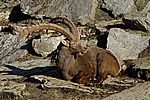 Alpensteinbock - Alpine Ibex