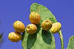 Kaktusfrüchte - Cactus Fruits