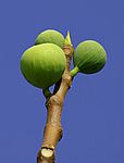 Feigen -Figs