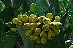 Kaktusfrüchte - Cactus Fruits