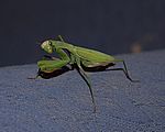 Gottesanbeterin - praying mantis