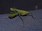 Gottesanbeterin - praying mantis