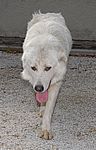 Cane da Pastore Maremmano-Abruzzese