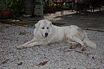 Cane da Pastore Maremmano-Abruzzese