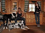Vorbereitung zu einem Akt Shooting mit Doggen - Preparing of a nude-shooting wit Great Danes